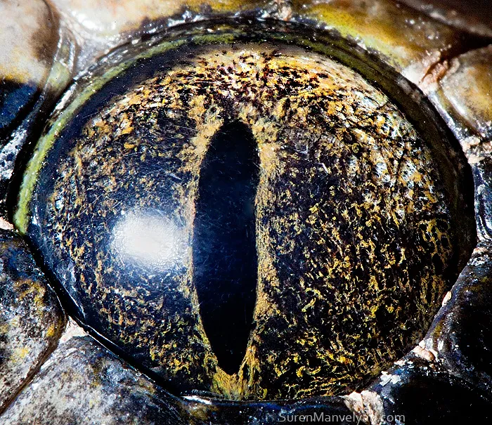 Tiger Python (Non Albino)