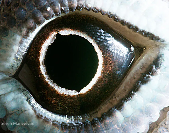 Lagarto Anolis