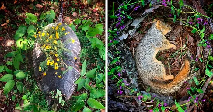 This Woman Creates Beautiful Memorials For Dead Animals She Comes Across And Here Are 25 Of The Most Heartbreaking Ones