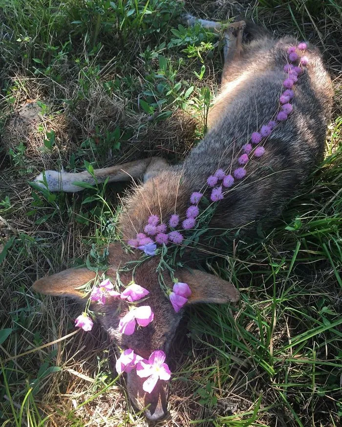 This Woman Creates Beautiful Memorials For Dead Animals She Comes Across And Here Are 25 Of The Most Heartbreaking Ones