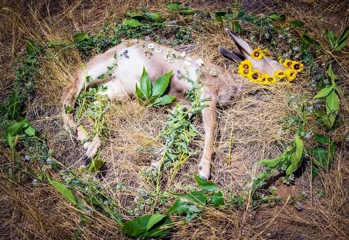 This Woman Creates Beautiful Memorials For Dead Animals She Comes Across And Here Are 25 Of The Most Heartbreaking Ones