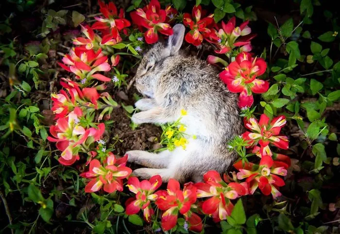 This Woman Creates Beautiful Memorials For Dead Animals She Comes Across And Here Are 25 Of The Most Heartbreaking Ones