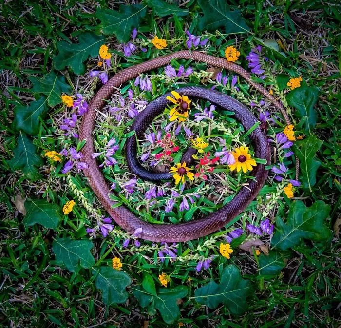 This Woman Creates Beautiful Memorials For Dead Animals She Comes Across And Here Are 25 Of The Most Heartbreaking Ones