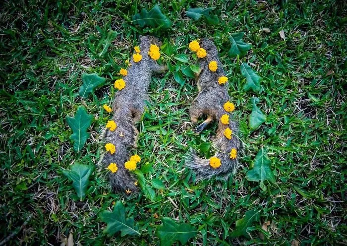This Woman Creates Beautiful Memorials For Dead Animals She Comes Across And Here Are 25 Of The Most Heartbreaking Ones