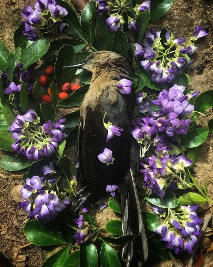 This Woman Creates Beautiful Memorials For Dead Animals She Comes Across And Here Are 25 Of The Most Heartbreaking Ones