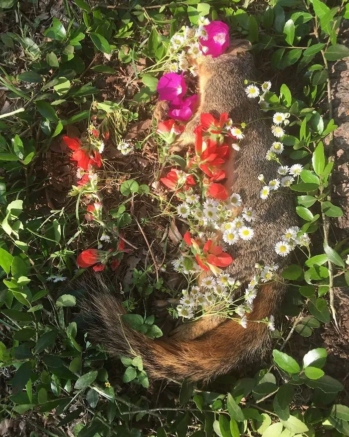This Woman Creates Beautiful Memorials For Dead Animals She Comes Across And Here Are 25 Of The Most Heartbreaking Ones