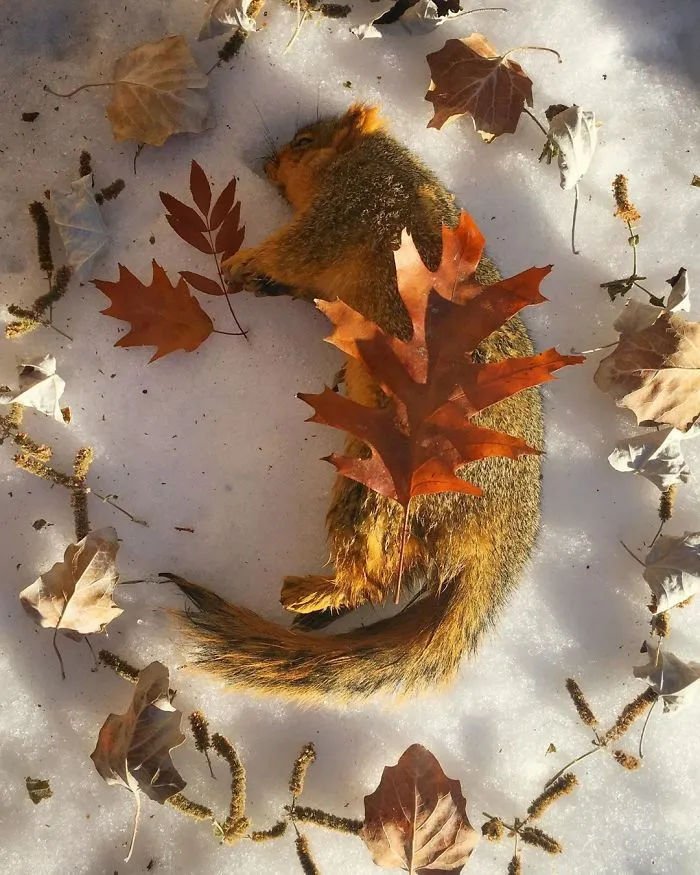 This Woman Creates Beautiful Memorials For Dead Animals She Comes Across And Here Are 25 Of The Most Heartbreaking Ones