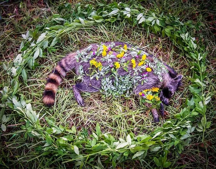 This Woman Creates Beautiful Memorials For Dead Animals She Comes Across And Here Are 25 Of The Most Heartbreaking Ones