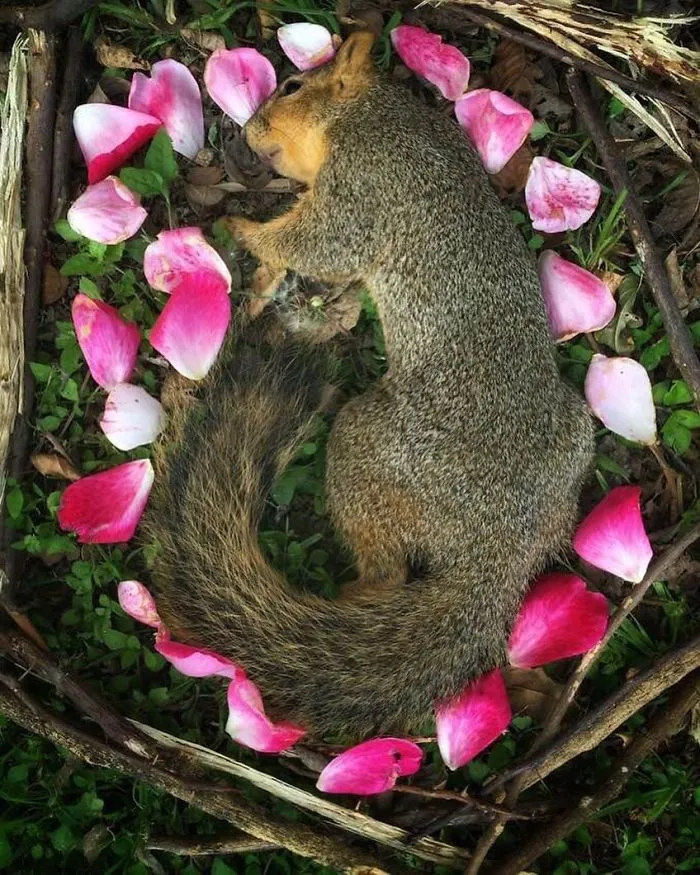 This Woman Creates Beautiful Memorials For Dead Animals She Comes Across And Here Are 25 Of The Most Heartbreaking Ones
