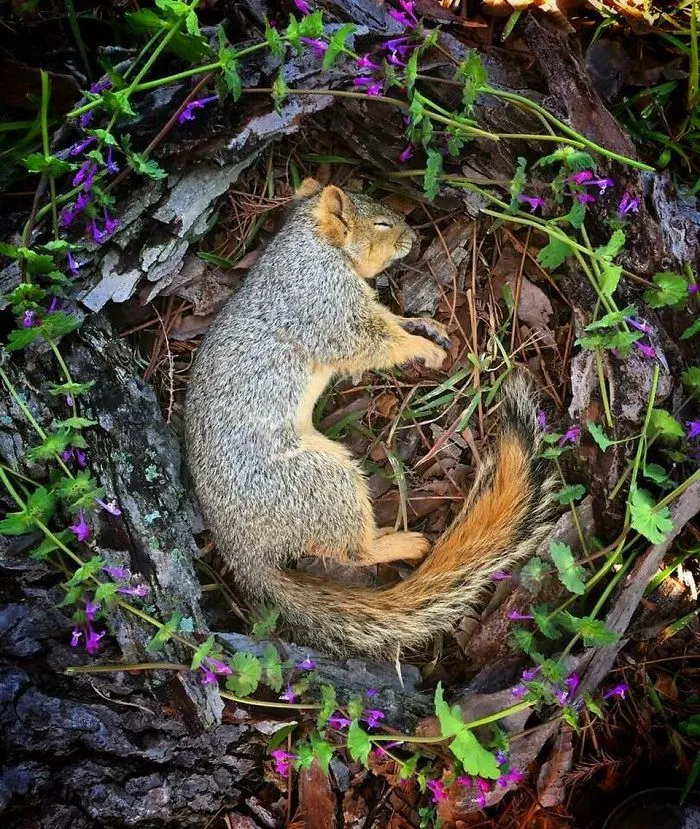 This Woman Creates Beautiful Memorials For Dead Animals She Comes Across And Here Are 25 Of The Most Heartbreaking Ones