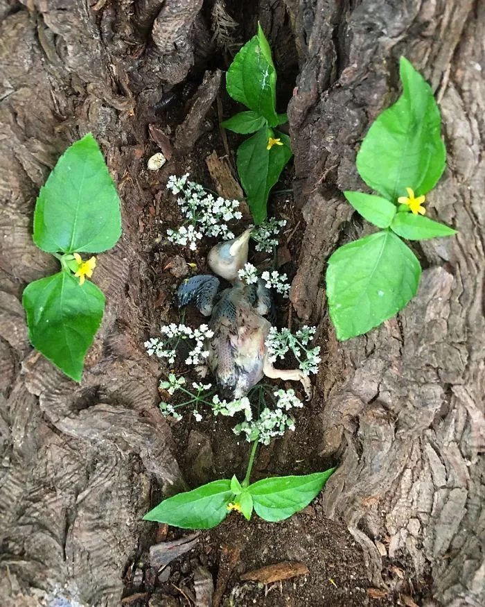 This Woman Creates Beautiful Memorials For Dead Animals She Comes Across And Here Are 25 Of The Most Heartbreaking Ones