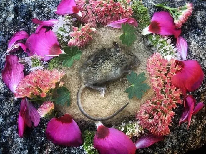This Woman Creates Beautiful Memorials For Dead Animals She Comes Across And Here Are 25 Of The Most Heartbreaking Ones