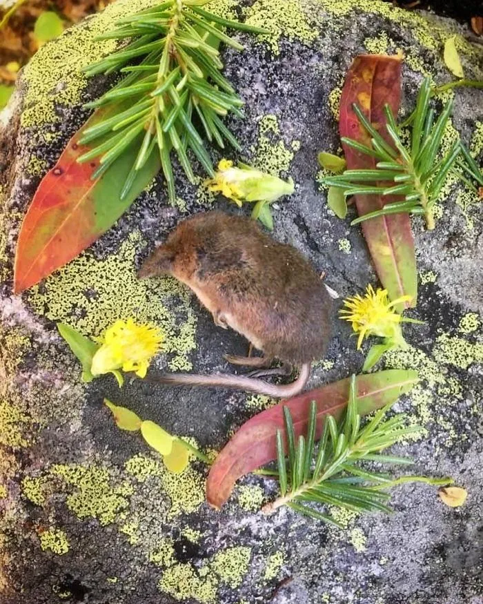 This Woman Creates Beautiful Memorials For Dead Animals She Comes Across And Here Are 25 Of The Most Heartbreaking Ones