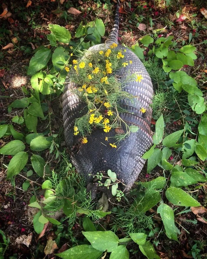 This Woman Creates Beautiful Memorials For Dead Animals She Comes Across And Here Are 25 Of The Most Heartbreaking Ones