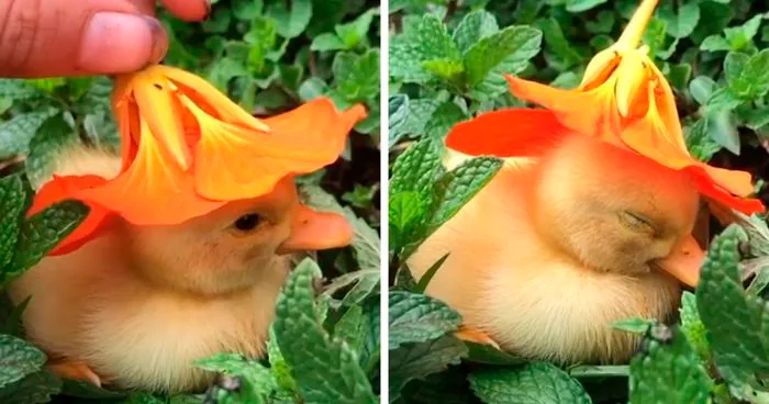 A Soul-Healing Video Of A Baby Duck Falling Asleep With A Flower Hat On Its Head