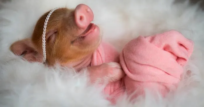 Photographer Does Adorable Newborn Photoshoot With A Baby Piglet Because The World Needs More Cuteness (14 Pics)