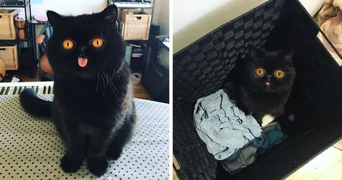 Couple Gets A Cat, And As He Gets Older, His Eyes Change Into Round, Orange, Horror-Like Eyes