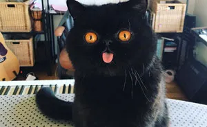 Couple Gets A Cat, And As He Gets Older, His Eyes Change Into Round, Orange, Horror-Like Eyes