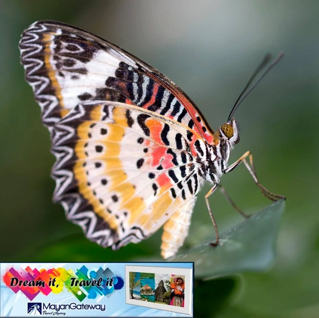 Costa Rica Butterfly Farms
