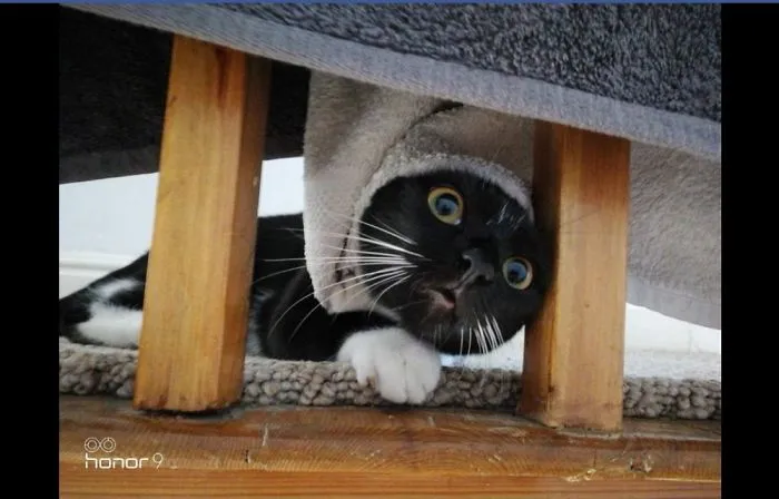 Hey Pandas! What Is The Funniest Thing You Have Ever Seen? (Closed)