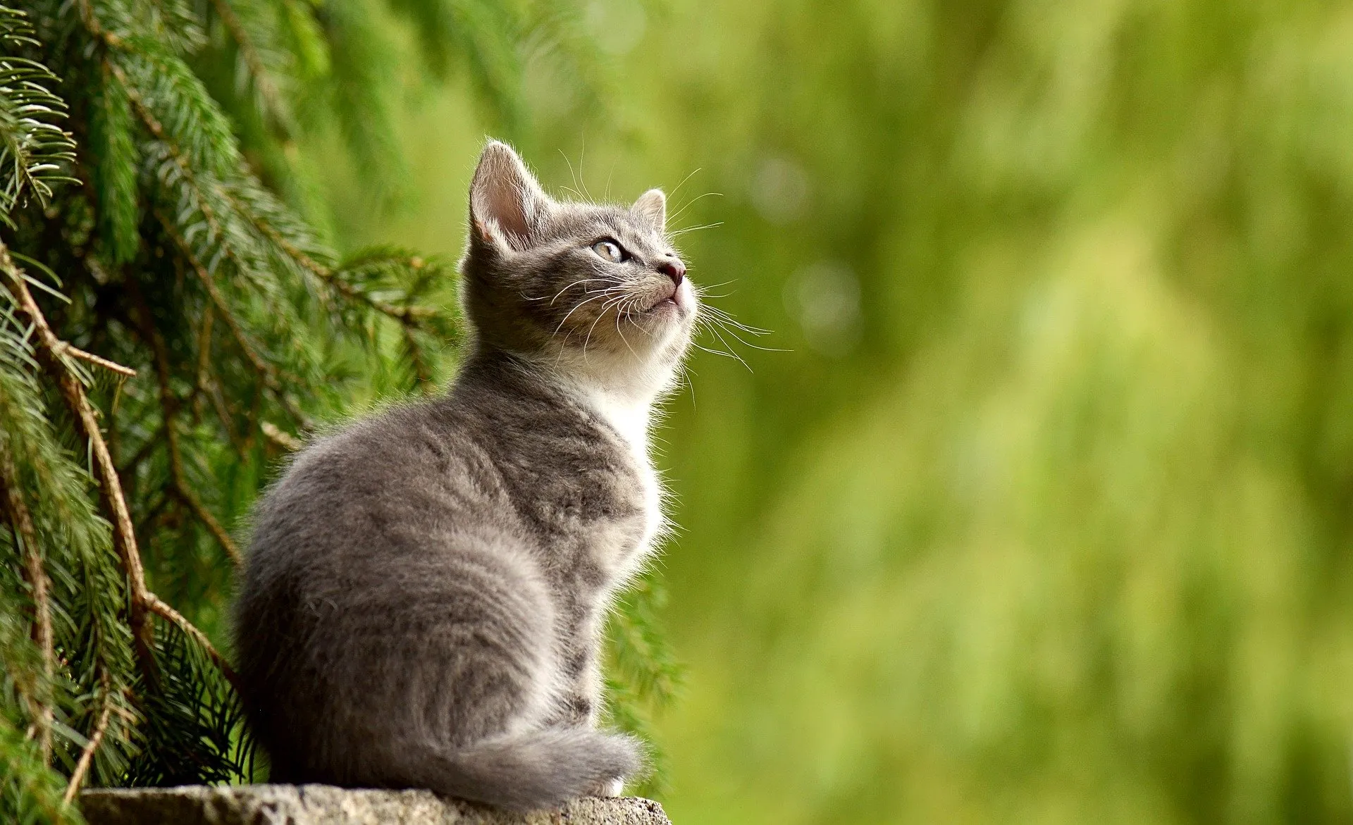 Cats Are Cleanly - This Can Help Stop Litter Box Problems