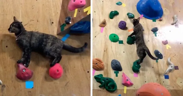 Cat Who ‘Works’ At A Rock Climbing Gym Gives It A Try, And The Video Goes Viral