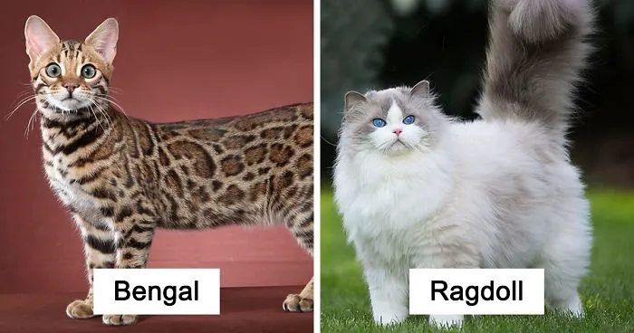 30 Of The Most Popular Cat Breeds And Their Origins