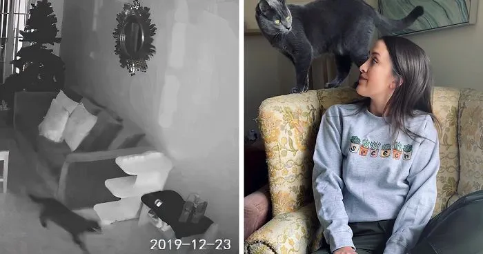 Esta dueña puso una cámara para vigilar a su gato, y obtuvo "pruebas conmovedoras" de lo mucho que el gato la echa de menos