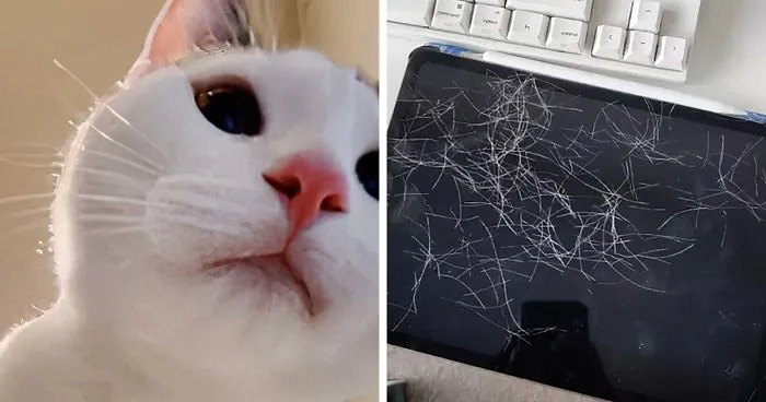 Owner Leaves Her iPad Unattended, Finds A Bunch Of Her 7-Month-Old Cat's Selfies And A Lot Of His Hair