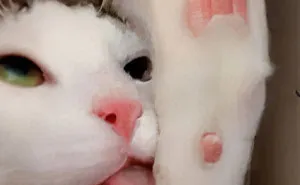 Owner Leaves Her iPad Unattended, Finds A Bunch Of Her 7-Month-Old Cat's Selfies And A Lot Of His Hair