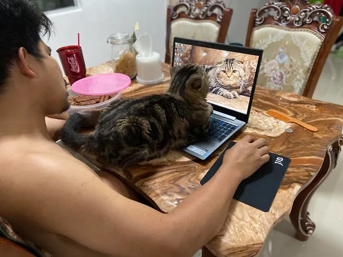Esta mujer documenta cómo su gato le robó a su marido en 30 adorables fotos