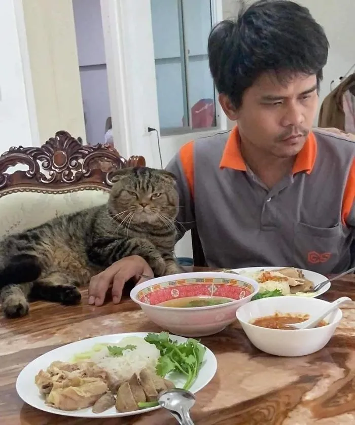 Esta mujer documenta cómo su gato le robó a su marido en 30 adorables fotos