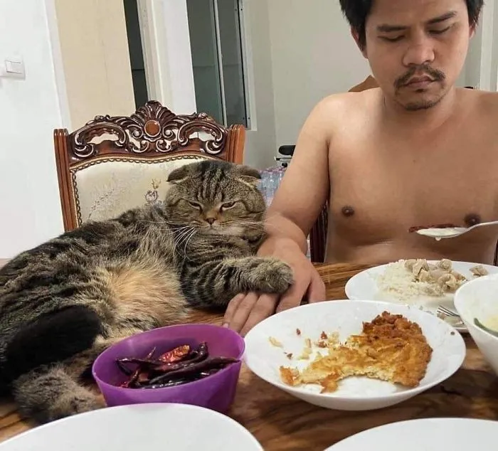 Esta mujer documenta cómo su gato le robó a su marido en 30 adorables fotos