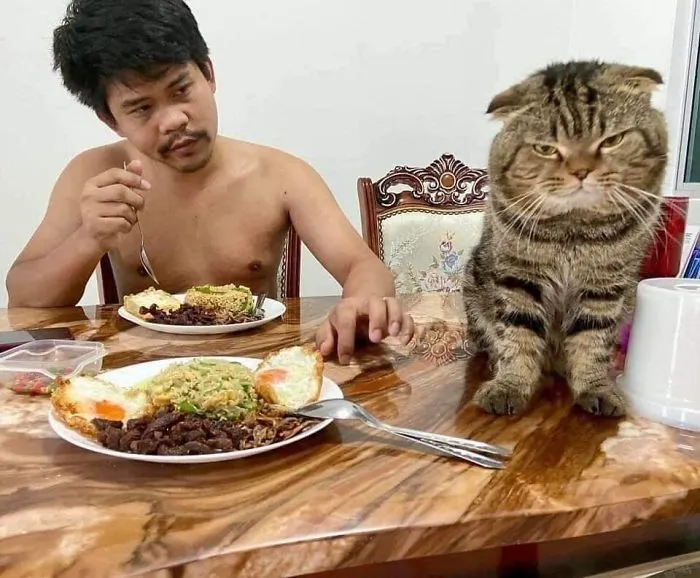 Esta mujer documenta cómo su gato le robó a su marido en 30 adorables fotos