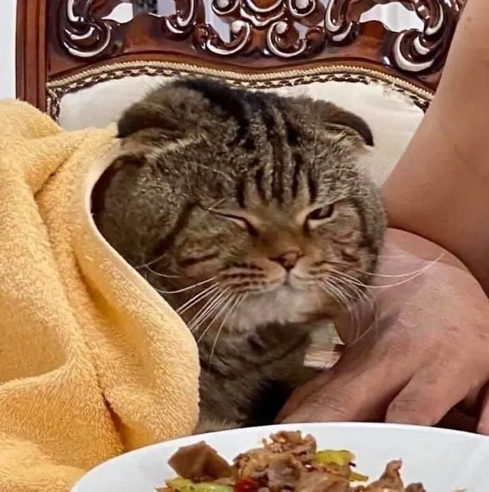 Esta mujer documenta cómo su gato le robó a su marido en 30 adorables fotos