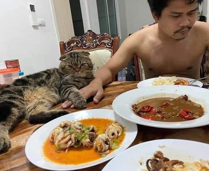 Esta mujer documenta cómo su gato le robó a su marido en 30 adorables fotos