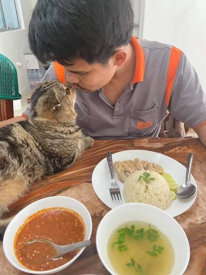 Esta mujer documenta cómo su gato le robó a su marido en 30 adorables fotos