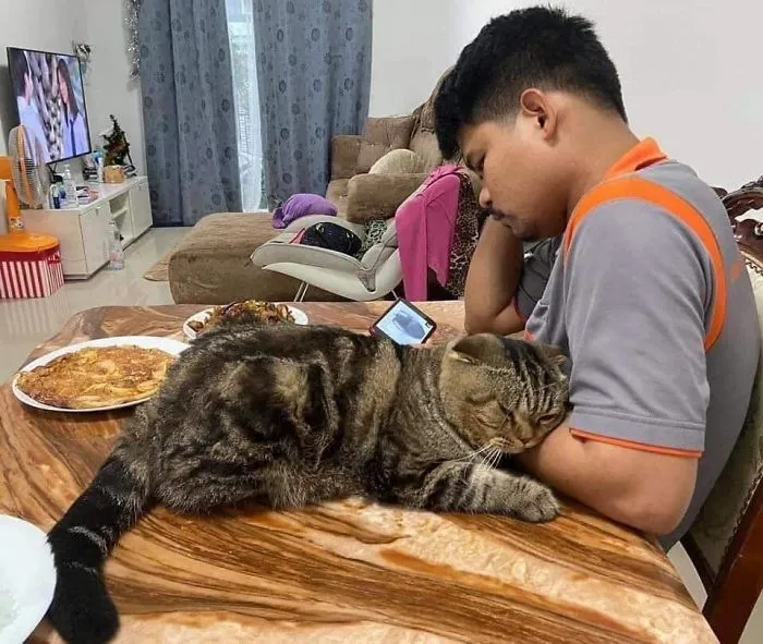 Esta mujer documenta cómo su gato le robó a su marido en 30 adorables fotos