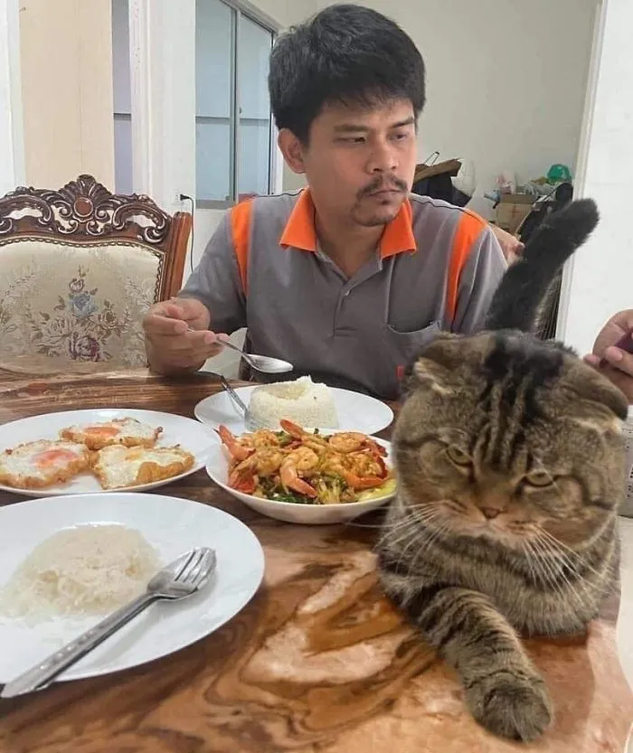 Esta mujer documenta cómo su gato le robó a su marido en 30 adorables fotos