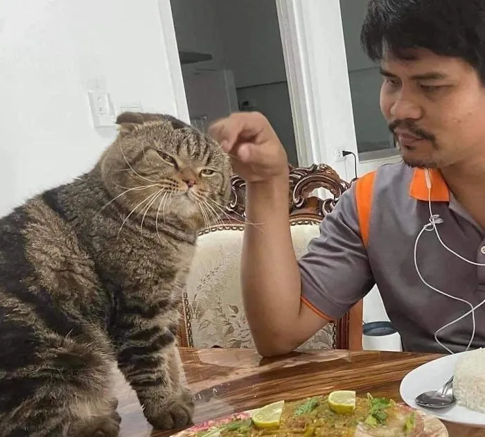 Esta mujer documenta cómo su gato le robó a su marido en 30 adorables fotos