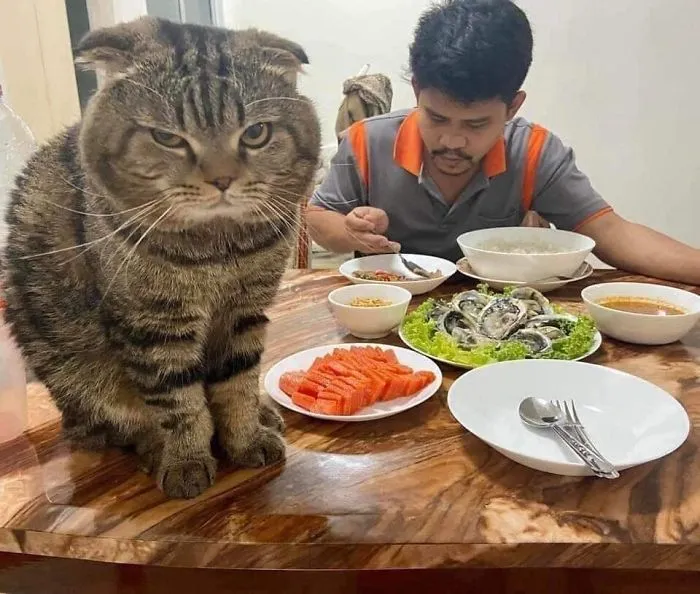 Esta mujer documenta cómo su gato le robó a su marido en 30 adorables fotos