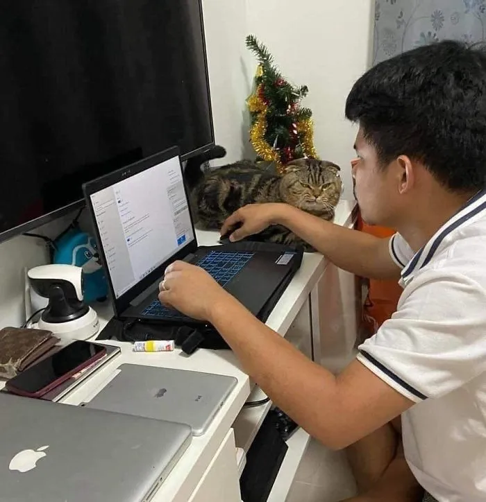 Esta mujer documenta cómo su gato le robó a su marido en 30 adorables fotos
