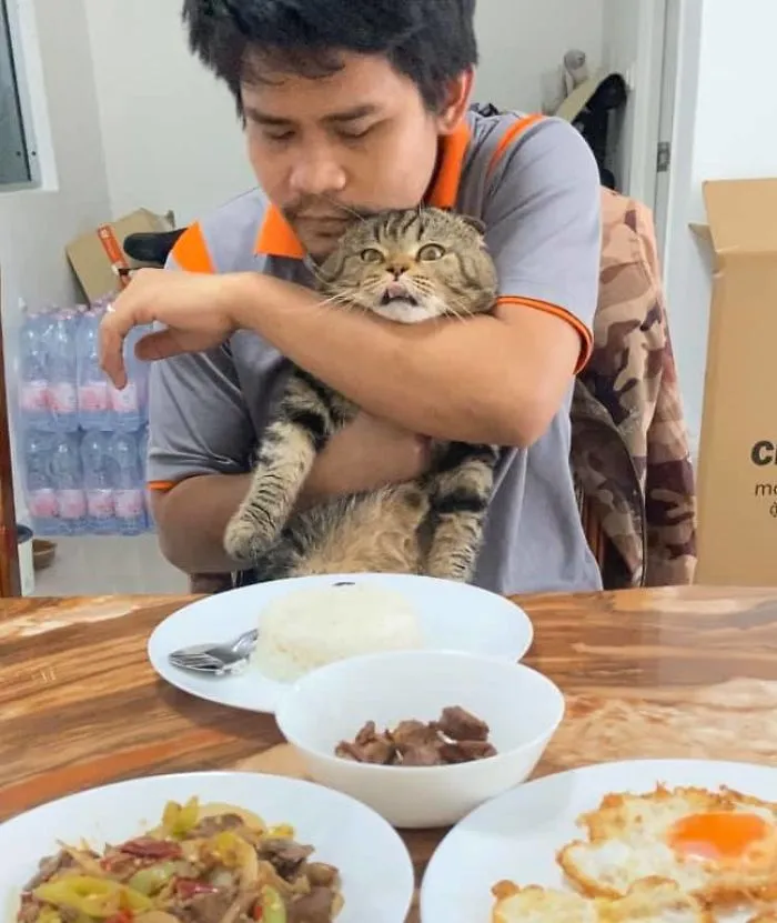 Esta mujer documenta cómo su gato le robó a su marido en 30 adorables fotos