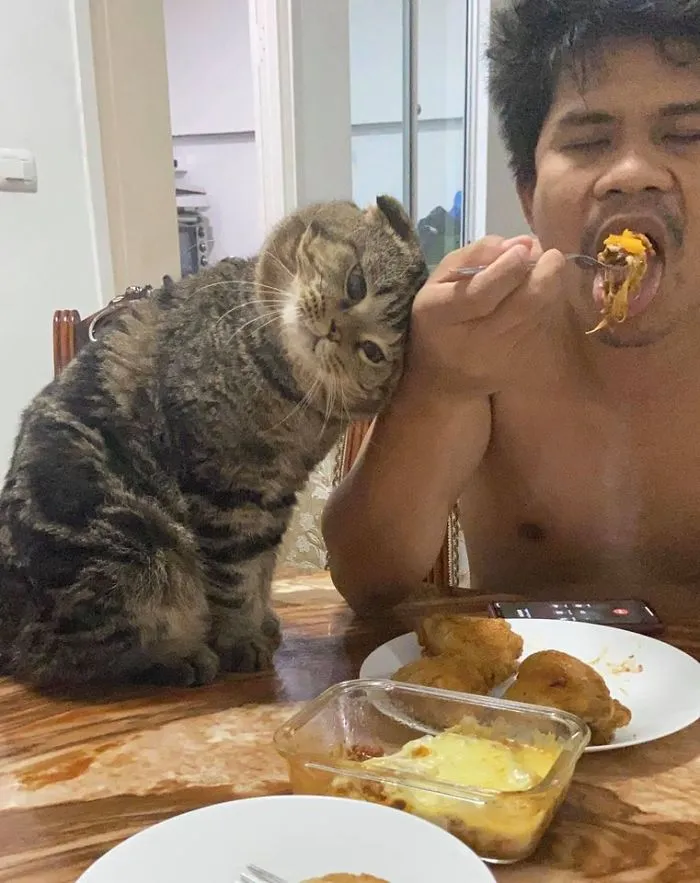 Esta mujer documenta cómo su gato le robó a su marido en 30 adorables fotos