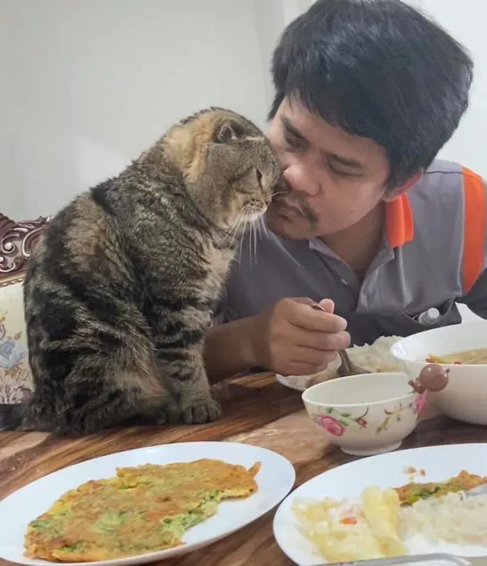 Wife Documents How This Cat Stole Her Husband In 30 Adorable Pics