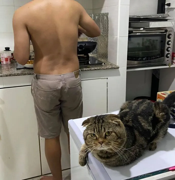 Esta mujer documenta cómo su gato le robó a su marido en 30 adorables fotos