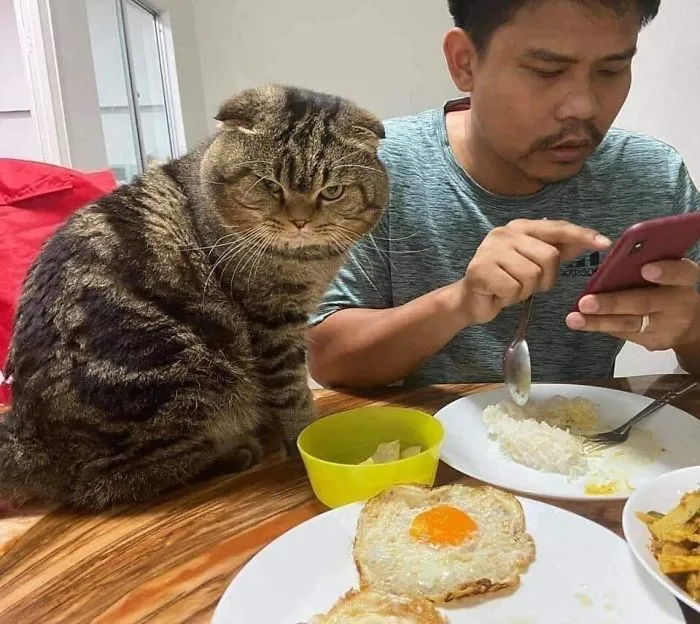 Esta mujer documenta cómo su gato le robó a su marido en 30 adorables fotos