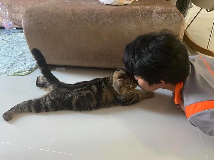 Esta mujer documenta cómo su gato le robó a su marido en 30 adorables fotos