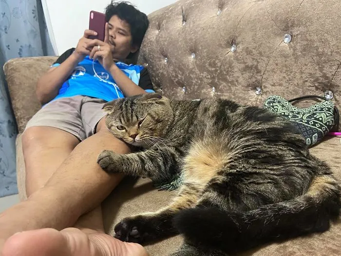 Esta mujer documenta cómo su gato le robó a su marido en 30 adorables fotos