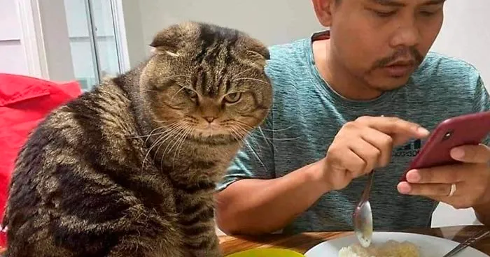 Esta mujer documenta cómo su gato le robó a su marido en 30 adorables fotos